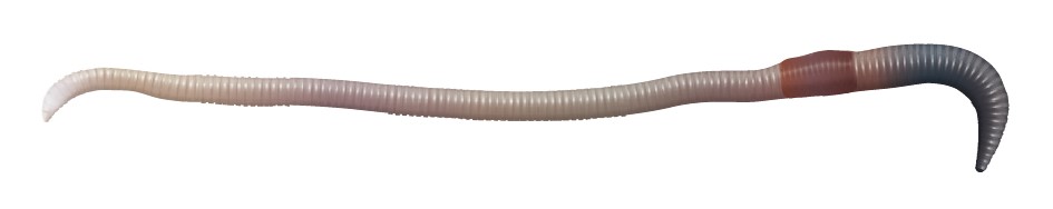 Large dark-headed anecic earthworm